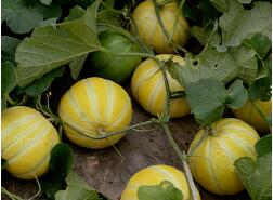 蔬菜種子種植戶客戶點(diǎn)評(píng)-金帝薄皮甜瓜，果形漂亮
