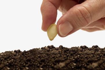 蔬菜種子栽培技術(shù)-<b>夏天播種、栽培注意事項(xiàng)</b>