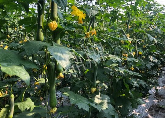 蔬菜種子種植戶客戶點評-種植“優(yōu)比1號”差的用戶，差到什么樣子？