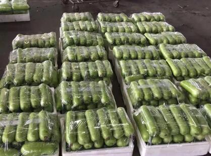 蔬菜種子種植戶客戶點評-上市早，價格好！我連續(xù)種了三年，滿意！