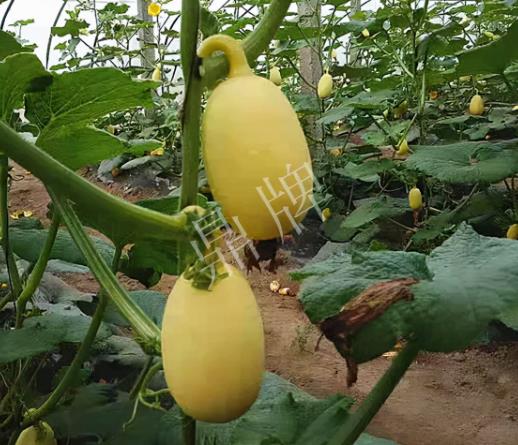 蔬菜種子種植戶客戶點評-上市了，14元/公斤。河南客戶發(fā)來…