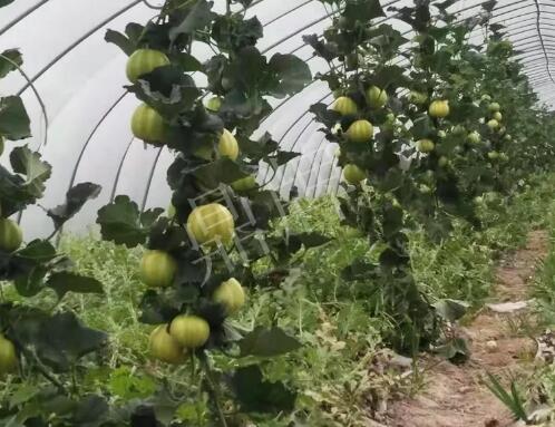 蔬菜種子種植戶客戶點評-我的乖乖，一株坐果15個，6元1斤，好賣得很！