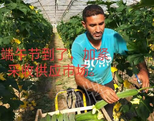 蔬菜種子種植戶客戶點評-羨慕！每公斤24元，“優(yōu)比1號”在法國的表現(xiàn)…