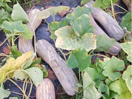 蔬菜種子種植戶客戶點評-了解它，就能種好它，獲得更高收入?。?！