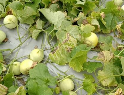 蔬菜種子種植戶客戶點評-低溫寡照的天氣，它仍然優(yōu)秀！