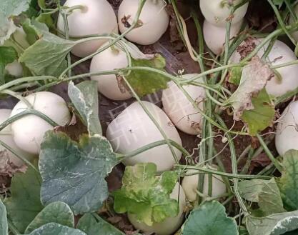 蔬菜種子種植戶客戶點評-“甜，真甜，真是甜！”