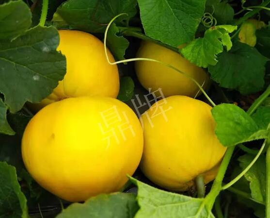 蔬菜種子種植戶客戶點評-純賺50萬，我這個“張大膽”榮光了一把！