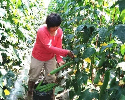 優(yōu)秀絲瓜作品展播，請為菜農(nóng)劉健平夫婦點贊