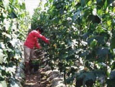 蔬菜種子種植戶客戶點評-優(yōu)秀絲瓜作品展播，請為菜農(nóng)劉健平夫婦點贊