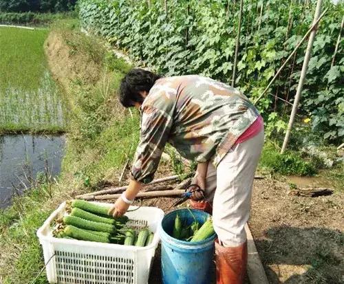 優(yōu)秀絲瓜作品展播，請為菜農(nóng)劉健平夫婦點贊