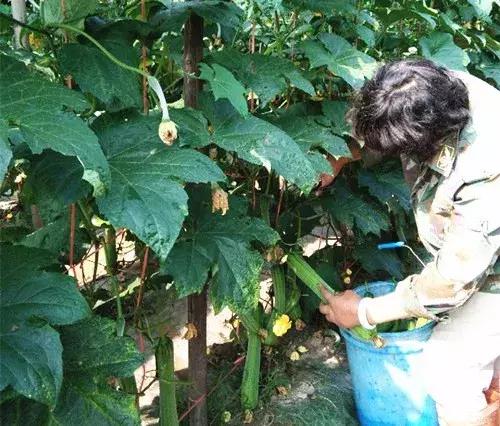 優(yōu)秀絲瓜作品展播，請為菜農(nóng)劉健平夫婦點贊