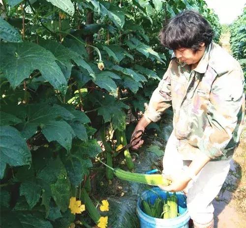 優(yōu)秀絲瓜作品展播，請為菜農(nóng)劉健平夫婦點贊