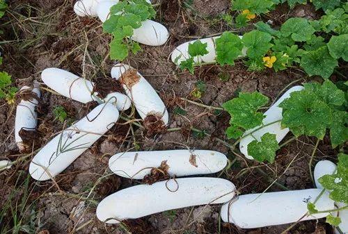您種植過(guò)“堆堆瓜”嗎？看一看，地上全是瓜！一睹芳容