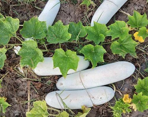 您種植過(guò)“堆堆瓜”嗎？看一看，地上全是瓜！一睹芳容