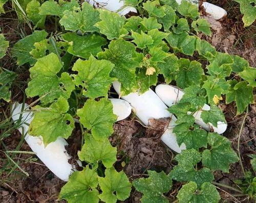 您種植過(guò)“堆堆瓜”嗎？看一看，地上全是瓜！一睹芳容