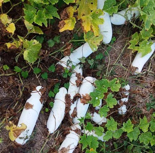 您種植過(guò)“堆堆瓜”嗎？看一看，地上全是瓜！一睹芳容