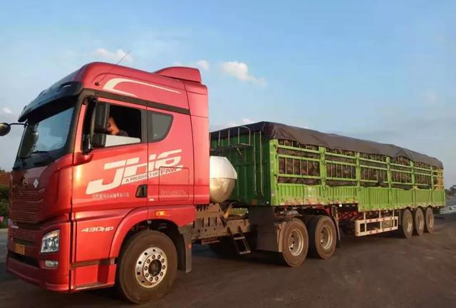 種南瓜竟然種出“麻煩”了，瓜販搶購，電視臺記者也趕來了