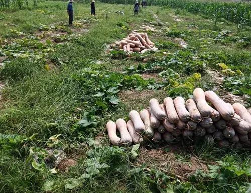 種南瓜竟然種出“麻煩”了，瓜販搶購，電視臺記者也趕來了