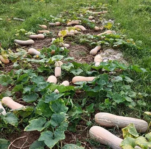 種南瓜竟然種出“麻煩”了，瓜販搶購，電視臺記者也趕來了