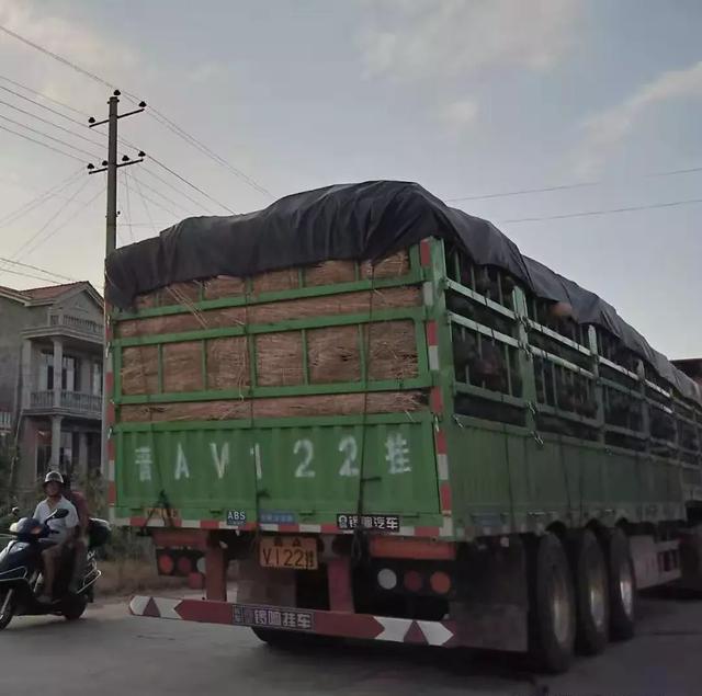 種南瓜竟然種出“麻煩”了，瓜販搶購，電視臺記者也趕來了