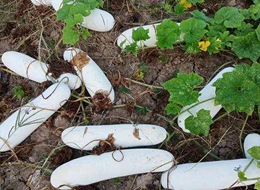 蔬菜種子種植戶客戶點(diǎn)評(píng)-您種植過“堆堆瓜”嗎？看一看，地上全是瓜！一睹芳容！