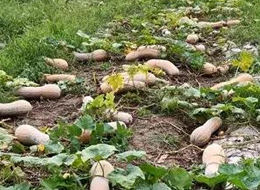 蔬菜種子種植戶客戶點(diǎn)評(píng)-周小為種植的健美蜜本又被報(bào)銷了，連電視臺(tái)記者也趕來(lái)了！