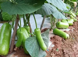 蔬菜種子種植戶客戶點評-浙江菜農(nóng)種植的鼎牌瓠瓜喜獲豐收，又賣上了好價錢!