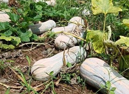 蔬菜種子種植戶客戶點評-一袋種子100粒，輕松賺回3000元...