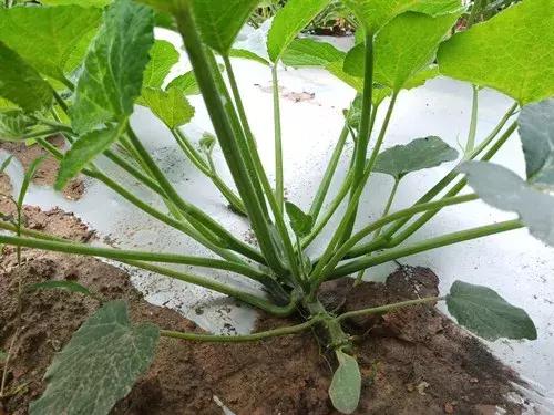 菜農(nóng)種植無需噴農(nóng)藥的蔬菜，不僅栽培簡單、而且效益高