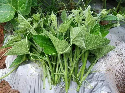 菜農(nóng)種植無需噴農(nóng)藥的蔬菜，不僅栽培簡單、而且效益高