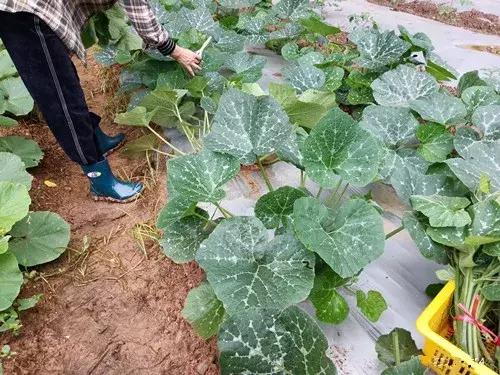 菜農(nóng)種植無需噴農(nóng)藥的蔬菜，不僅栽培簡單、而且效益高