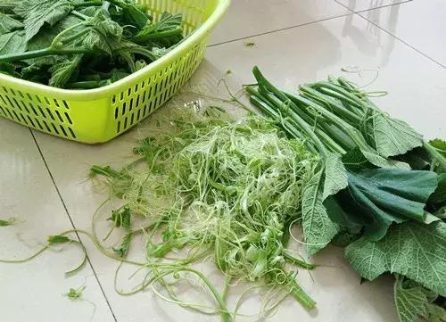 菜農(nóng)種植無需噴農(nóng)藥的蔬菜，不僅栽培簡單、而且效益高