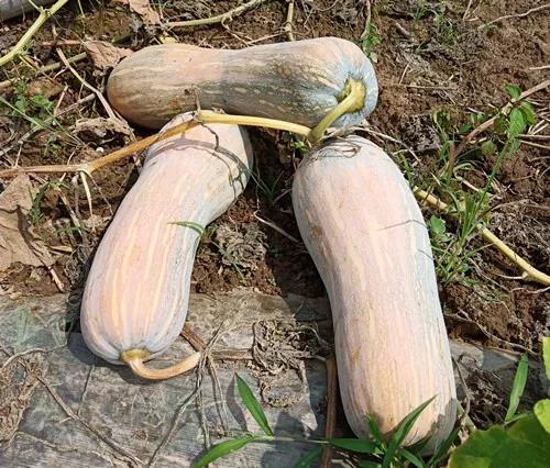 蔬菜種子栽培技術(shù)-“健美蜜本”南瓜7問？