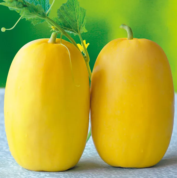 雇工難、成本高，想種甜瓜怎么辦？