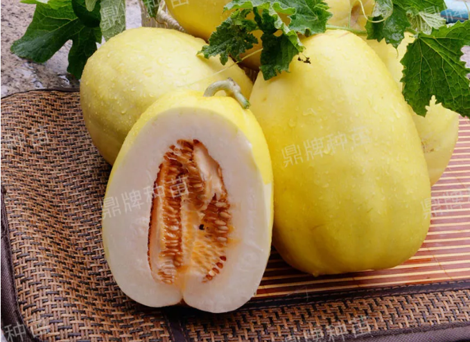 雇工難、成本高，想種甜瓜怎么辦？