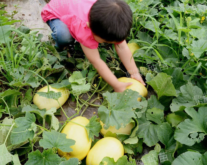 雇工難、成本高，想種甜瓜怎么辦？
