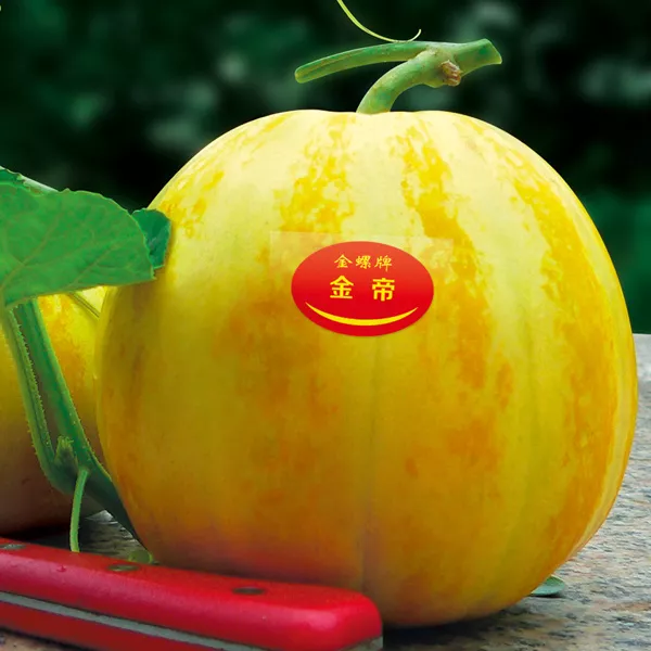 薄皮甜瓜，哪個(gè)品種最好呢？畝產(chǎn)高達(dá)10萬，附4種市場爆款品種