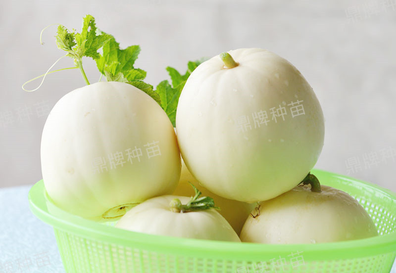 就這4個(gè)薄皮甜瓜，畝產(chǎn)萬斤很輕松，瓜果菜農(nóng)搶著種植