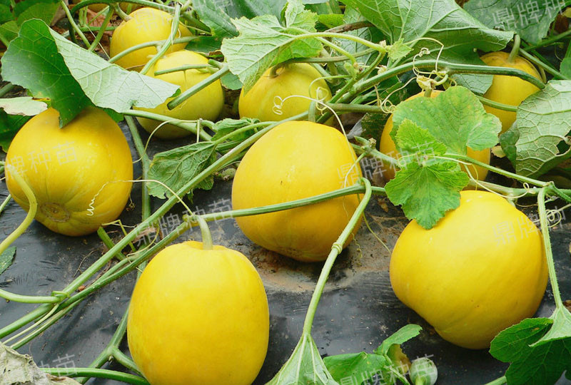 就這4個(gè)薄皮甜瓜，畝產(chǎn)萬斤很輕松，瓜果菜農(nóng)搶著種植