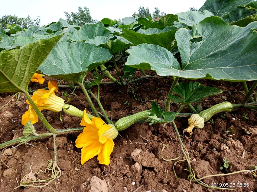 3元1斤的健美蜜本南瓜快成熟了，緬甸種植戶發(fā)來圖片與視頻
