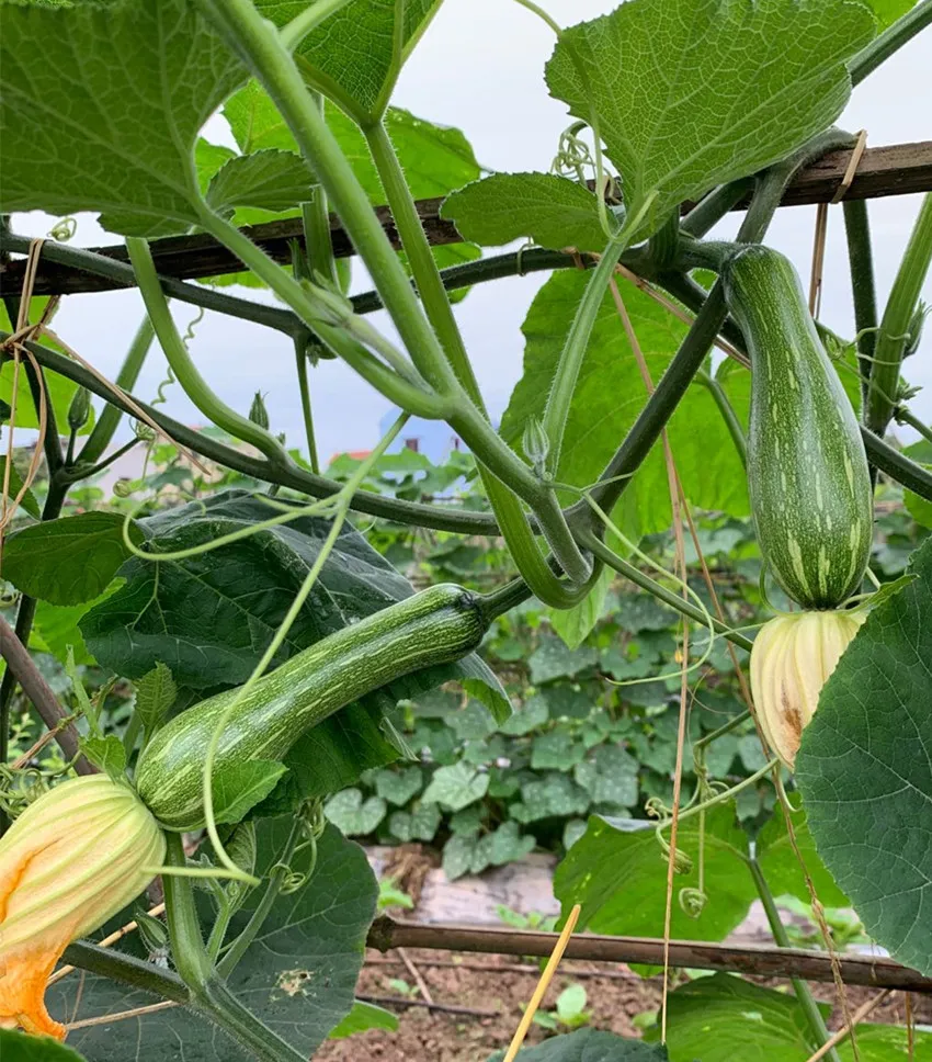 3元1斤的健美蜜本南瓜快成熟了，緬甸種植戶發(fā)來圖片與視頻