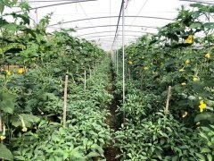 蔬菜種子種植戶客戶點(diǎn)評(píng)-這個(gè)品種，結(jié)瓜太夸張了！太恐怖了！