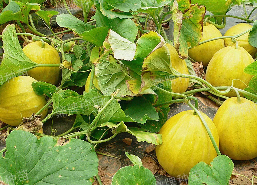 高溫季節(jié)種植甜瓜，什么品種最好？這個(gè)品種是秋季上市的專用品種
