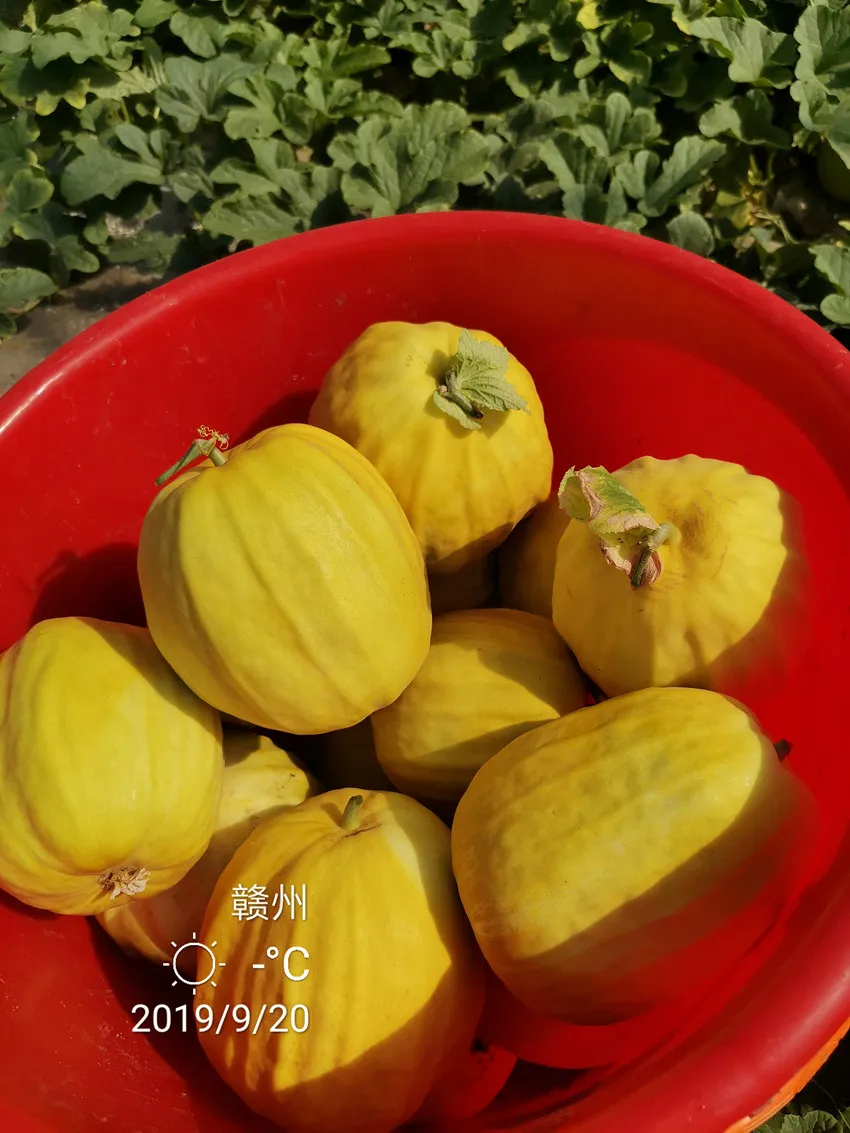 高溫季節(jié)種植甜瓜，什么品種最好？這個(gè)品種是秋季上市的專用品種