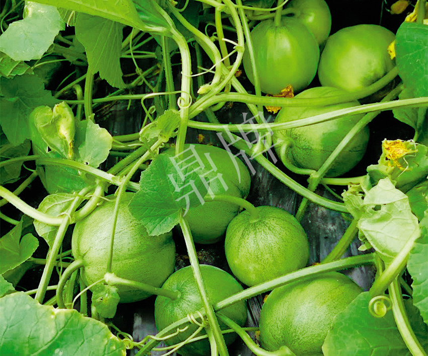 7元一斤還遭瘋搶，畝收益超2萬(wàn)元！到底什么甜瓜能這么牛？