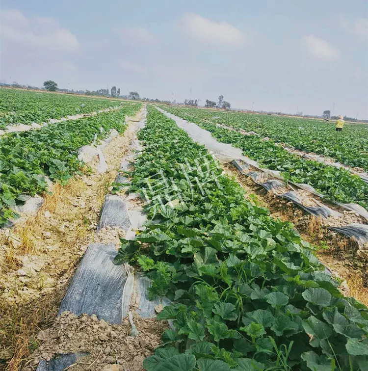 7元一斤還遭瘋搶，畝收益超2萬(wàn)元！到底什么甜瓜能這么牛？