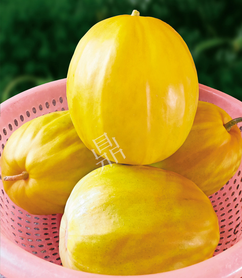 優(yōu)質(zhì)甜瓜新品種！畝產(chǎn)最高可達(dá)7000斤！還沒(méi)有畸形瓜