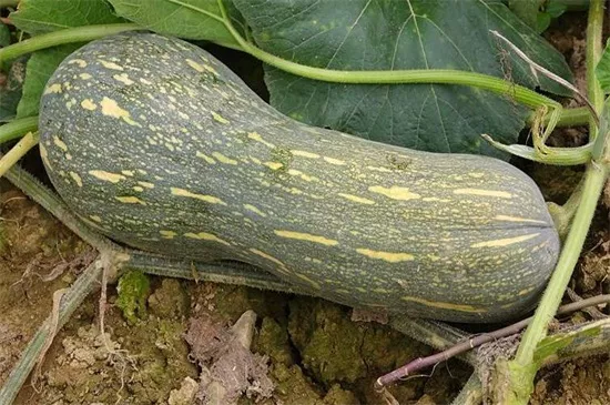 知道最甜最面的南瓜品種嗎？盤點(diǎn)十種有營(yíng)養(yǎng)的甜面南瓜...