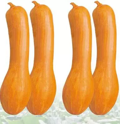 知道最甜最面的南瓜品種嗎？盤點(diǎn)十種有營(yíng)養(yǎng)的甜面南瓜...