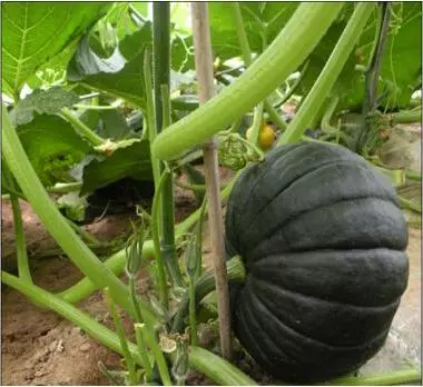 知道最甜最面的南瓜品種嗎？盤點(diǎn)十種有營(yíng)養(yǎng)的甜面南瓜...